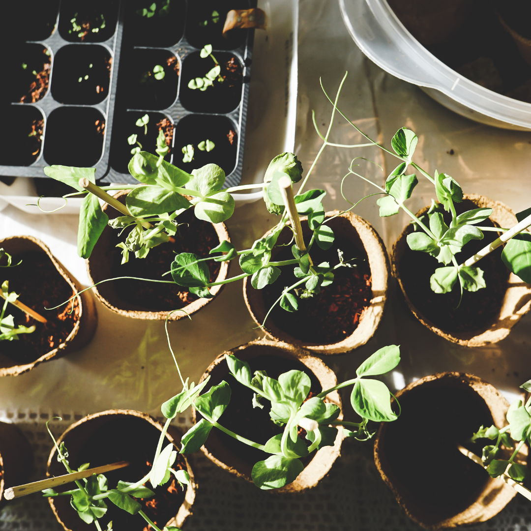 small plants growing from seed in pots