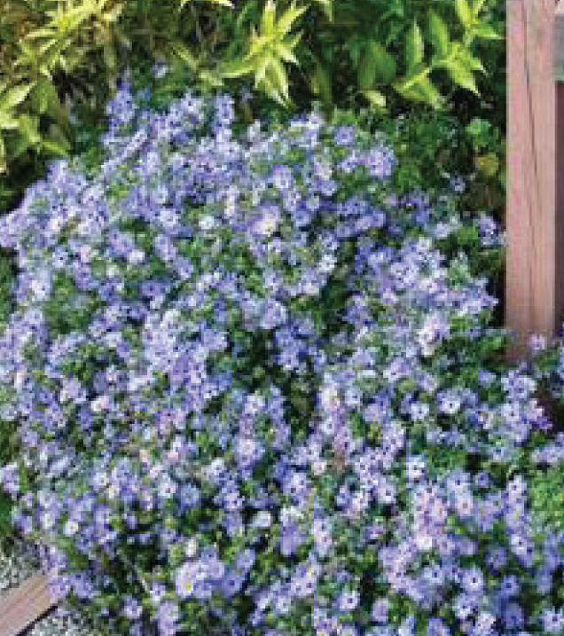 effusive blue blooms pouring from a planter