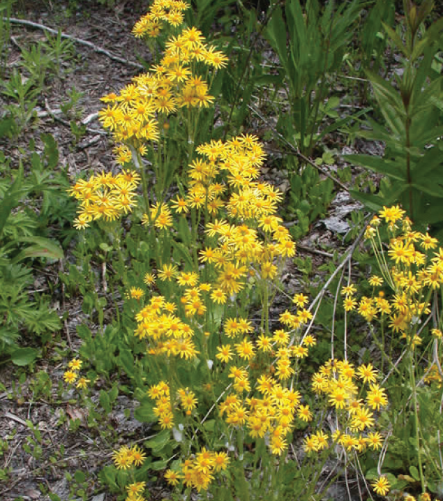 clumps of cheery yellow flowers