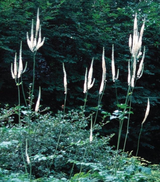 white feather flowers springing up from low green leaves
