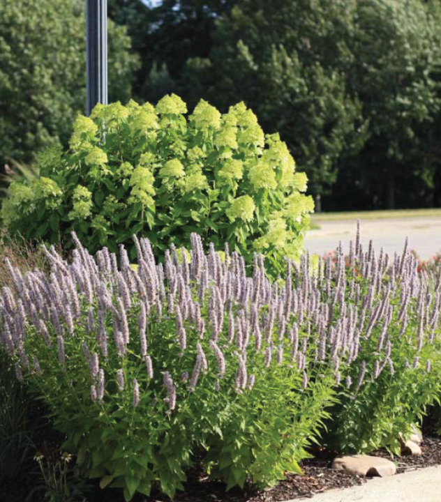 spiny purple flowers jutting from a clump