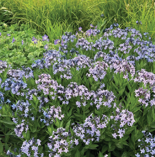sprinkling of light blue flowers in a bush-like clump