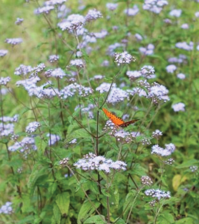 delicate blue flowers floating above prairie grasses