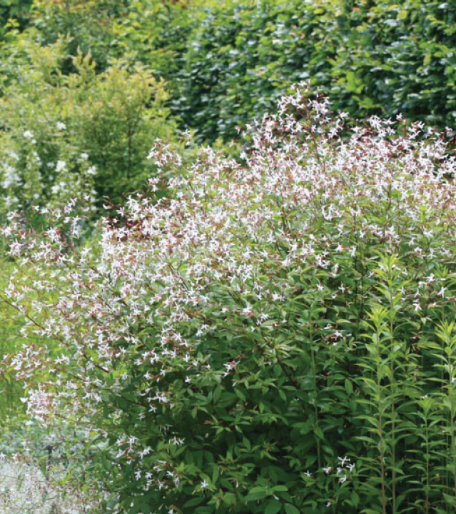 feather white flowers in a bush-like clump
