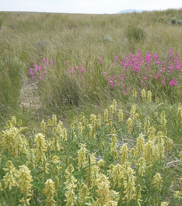 feathery yellow flowers throughout a prairie field