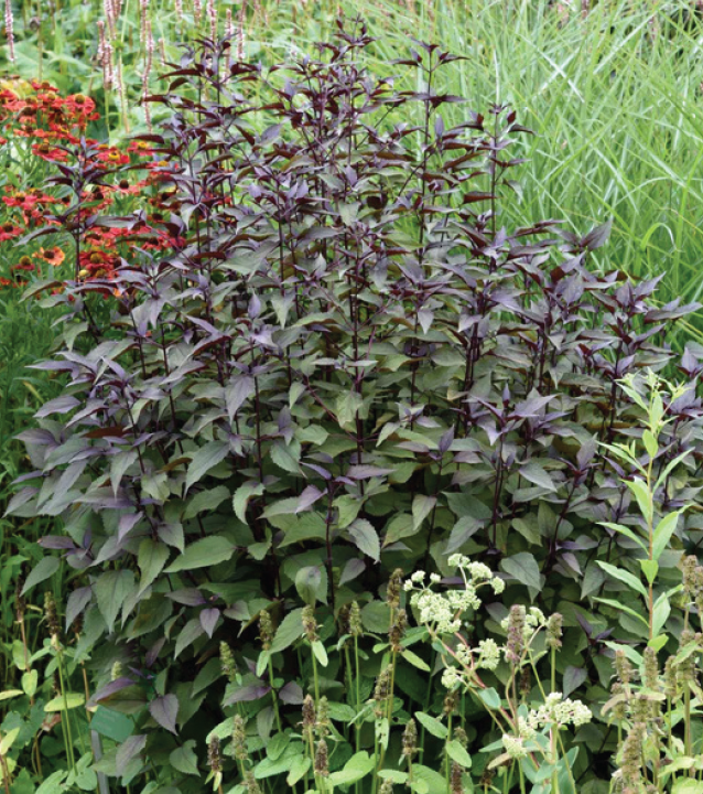 dark purple leaves shooting up from the ground in a bush-like clump