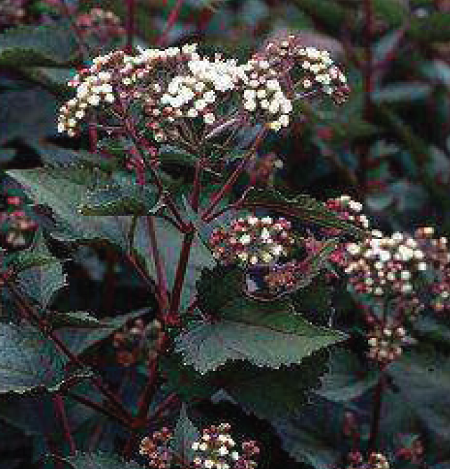 dark green, almost black, leaves with red stems and white flowers