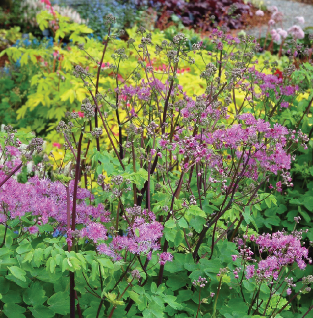pink flowers shooting up from green leaves