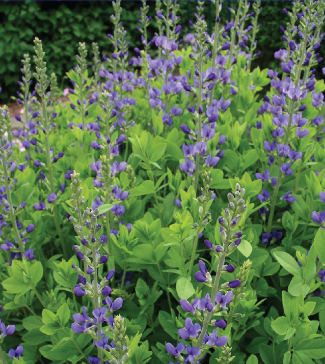 strong purple buds along a tall stem with broad leaves