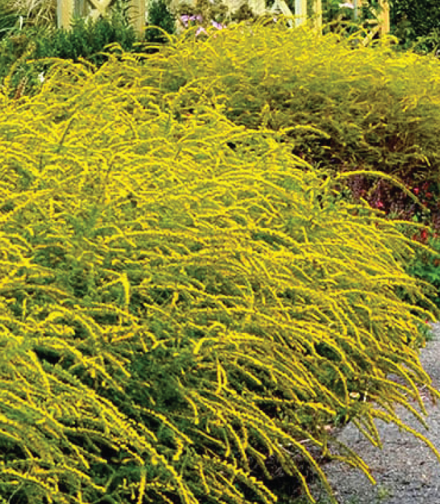 strands of yellow flowers burst from the ground in large clumps