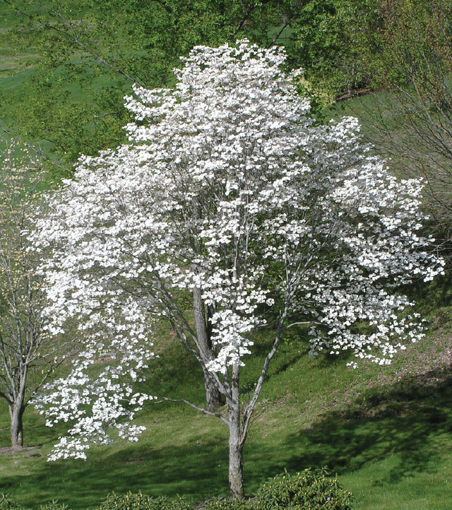 tree with bright white flowers