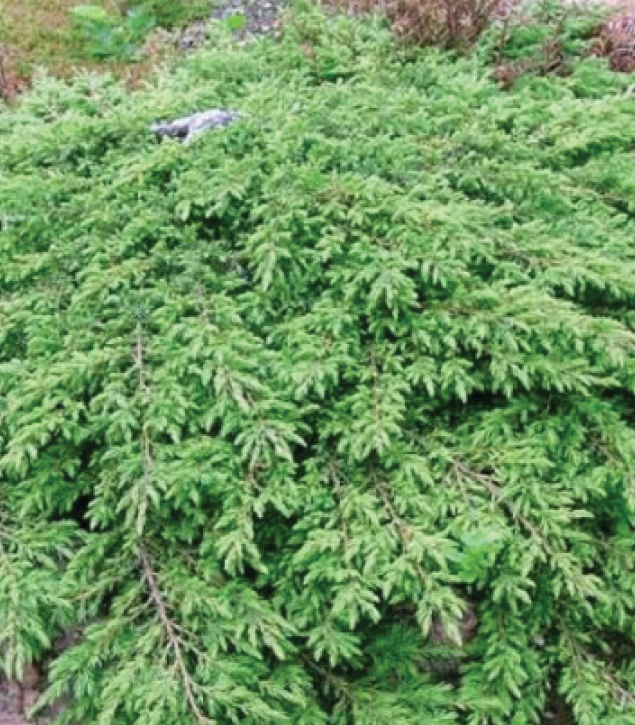 broad evergreens