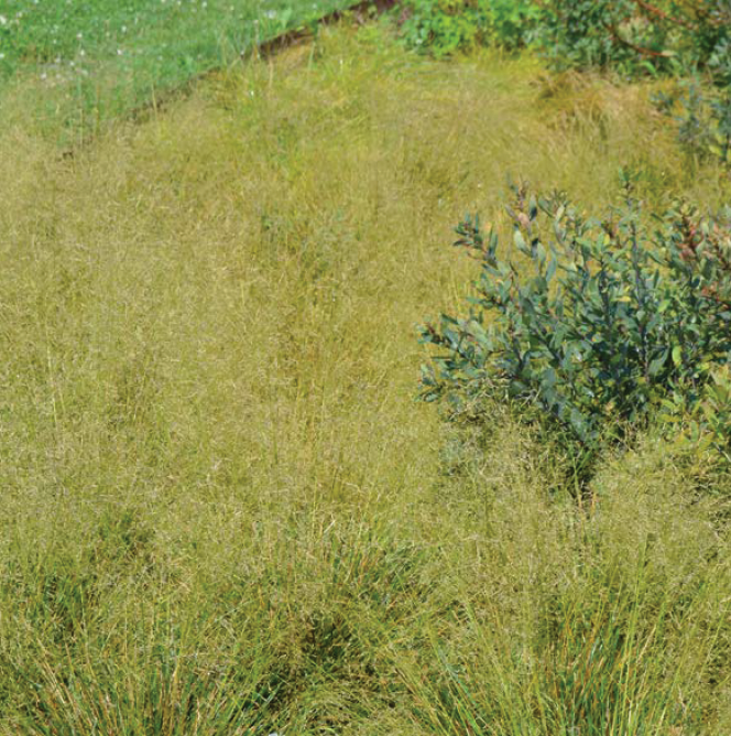 fuzzy yellow grasses