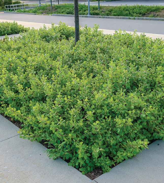 short funky little bushes