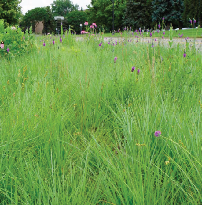 sharp long grasses mixed with purple flowers