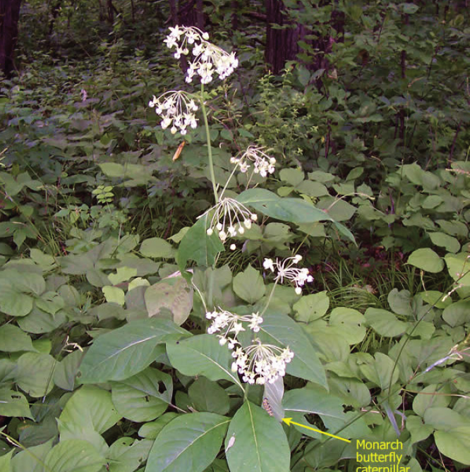 tall white flowers shooting from a stem on the forest floor