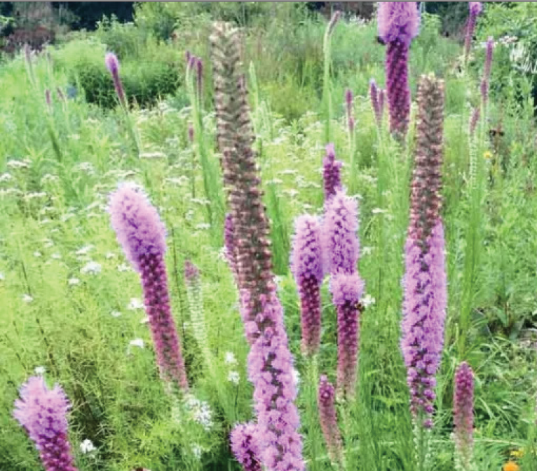 shoots of purple flowers