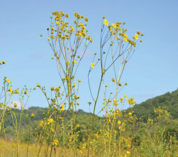 spindly tall shoots of stalks with yellow flowers perched on top