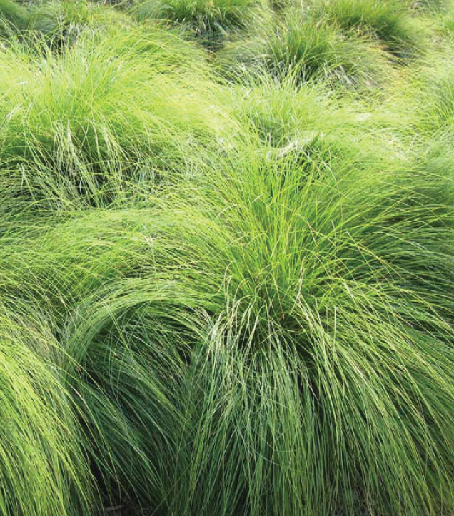 long luscious grasses that resemble a good head of shaggy hair