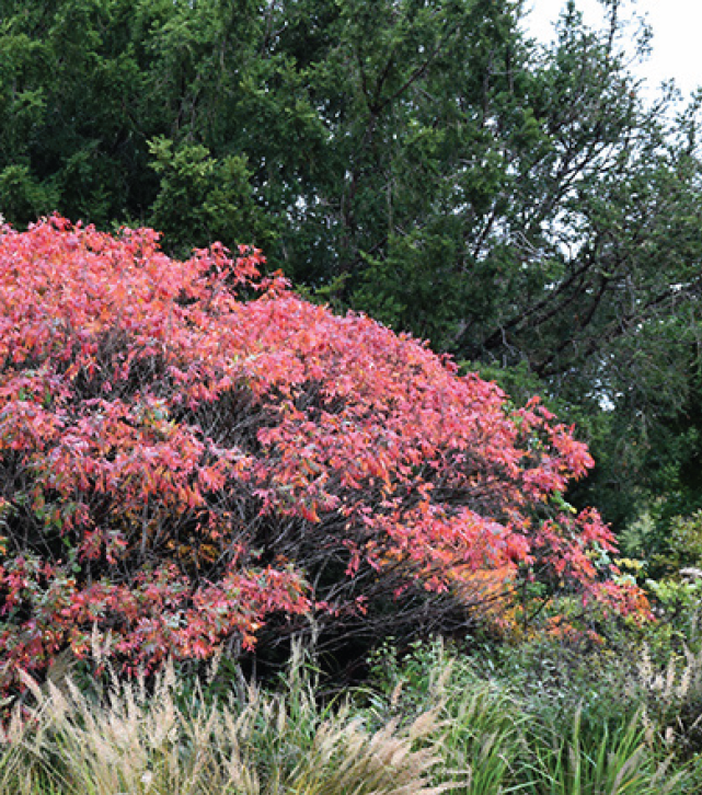 pink clumps of flowers on a bush