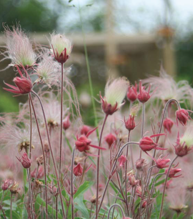 sharp red shoots topped with white fuzzy flowers