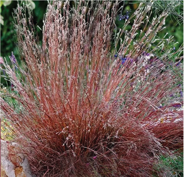 red stems bursting from a clump