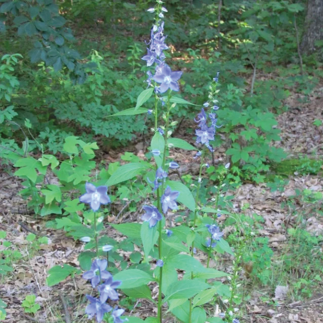 tall purple flowers shooting from a stem on the forest floor
