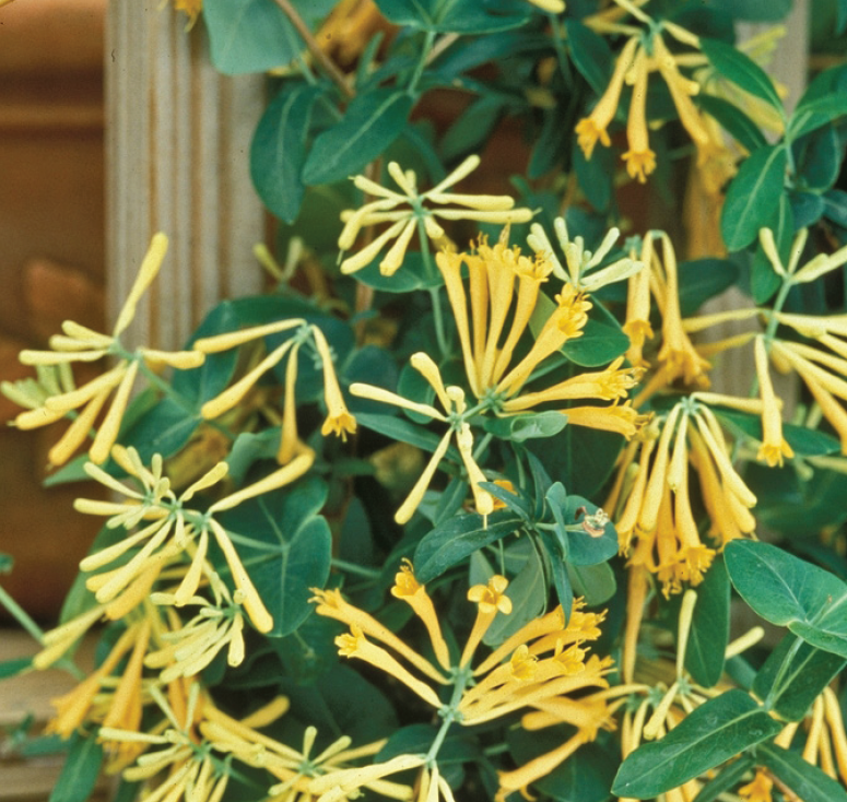 bright yellow explosions of flowers