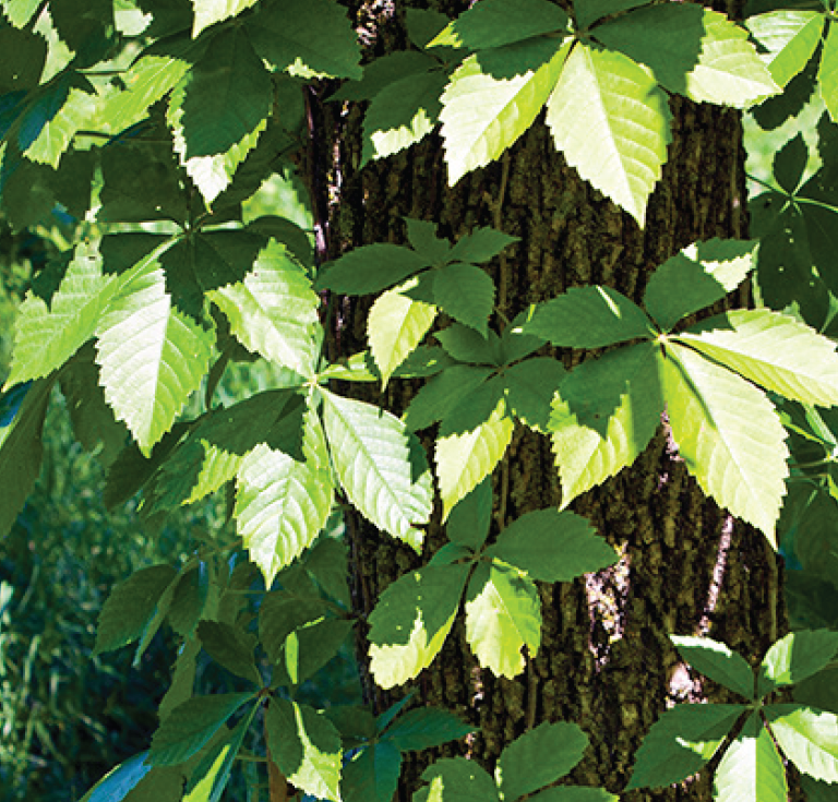 spiky broad leaves climbing up a tree