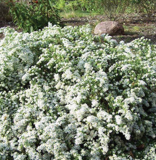 effusive white blooms spilling from a clump
