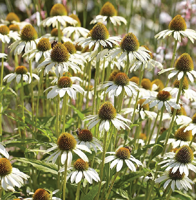 close-up shot of white coneflowers