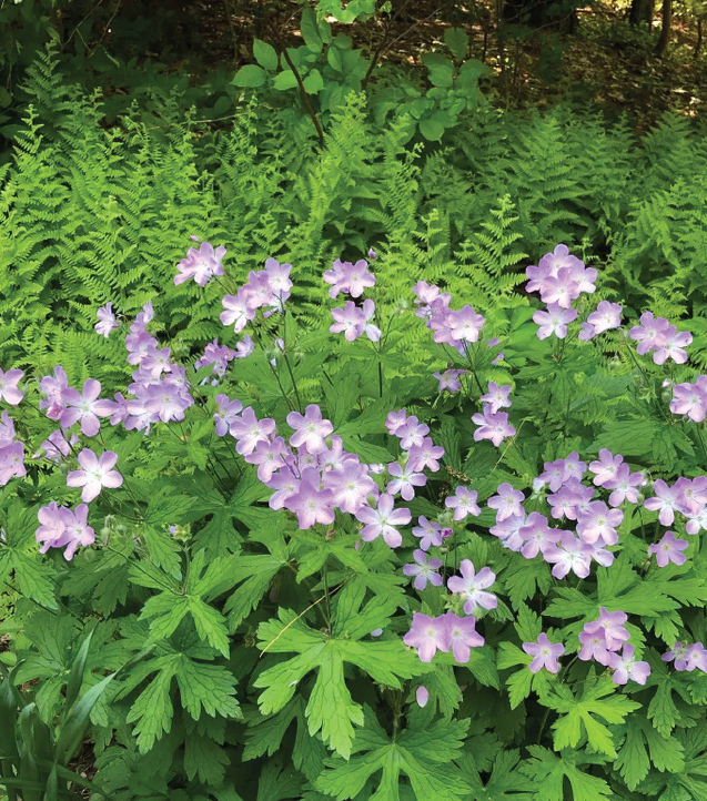 small pink-ish purple flowers in the midst of wide, broad leaves