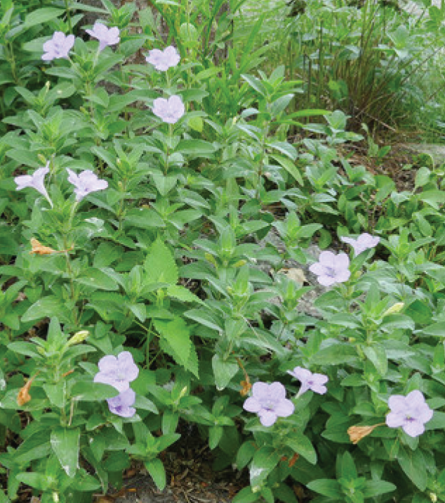 clumps of leaves with small purple flowers dotted throughout