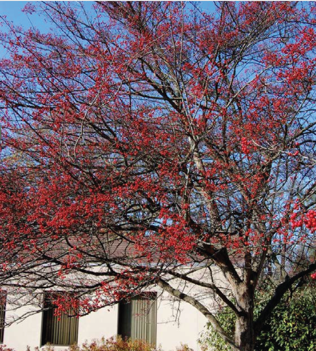 large tree with red berries