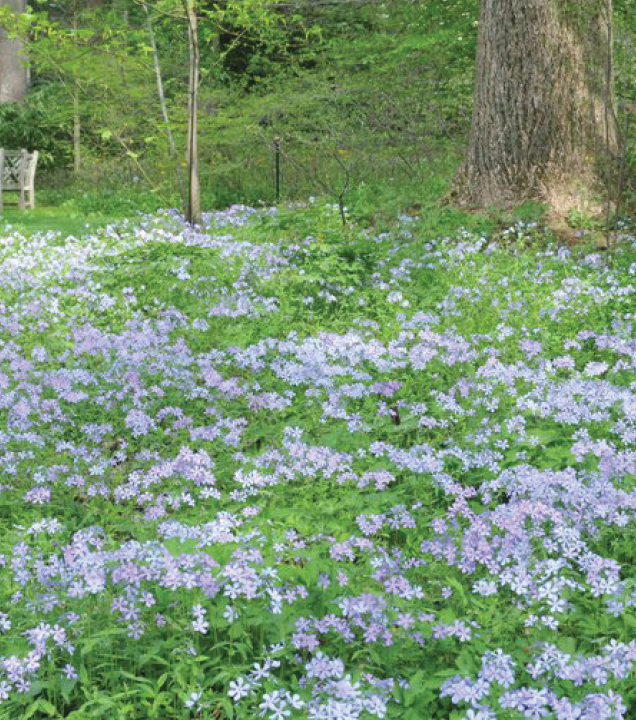 scattered purple flowers amidst a woodland garden