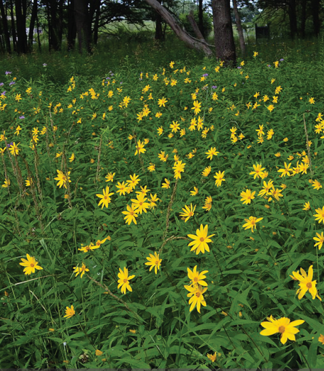small yellow flowers scattered among grasses
